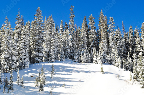 Snow Covered Pine Trees in the Mountains of Colorado