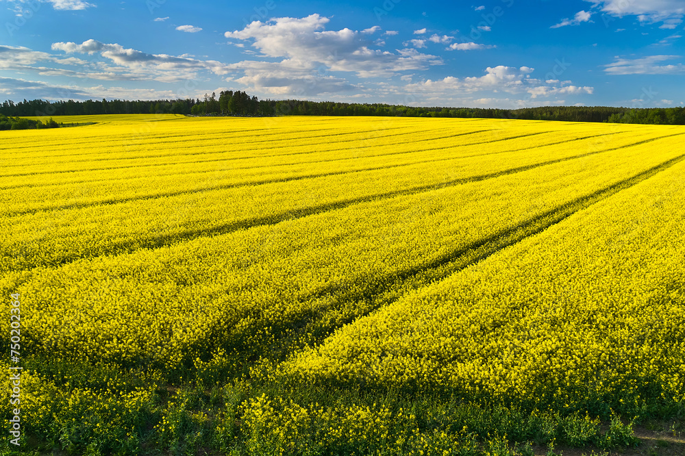 Ecological landscape. A large yellow rapeseed field against a background of green forest and blue sky