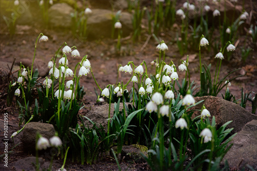 White blooming snowdrops. First spring forest flowers