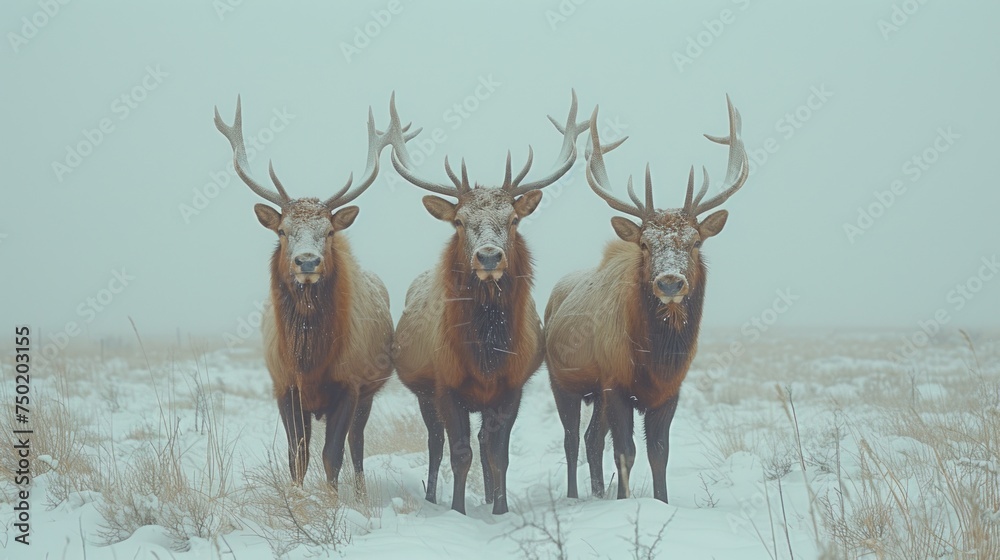 three elk standing next to each other on top of a snow covered field in the middle of a field with tall grass and snow covered ground in the foreground. three elk standing next to each other on top of a snow covered field in the middle of a field with tall grass and snow covered ground in the foreground.
