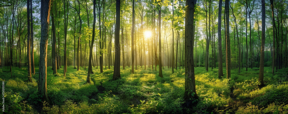 A Tranquil Morning as Golden Sun Rays Illuminate the Verdant Depths of a Forest Sanctuary - obrazy, fototapety, plakaty 