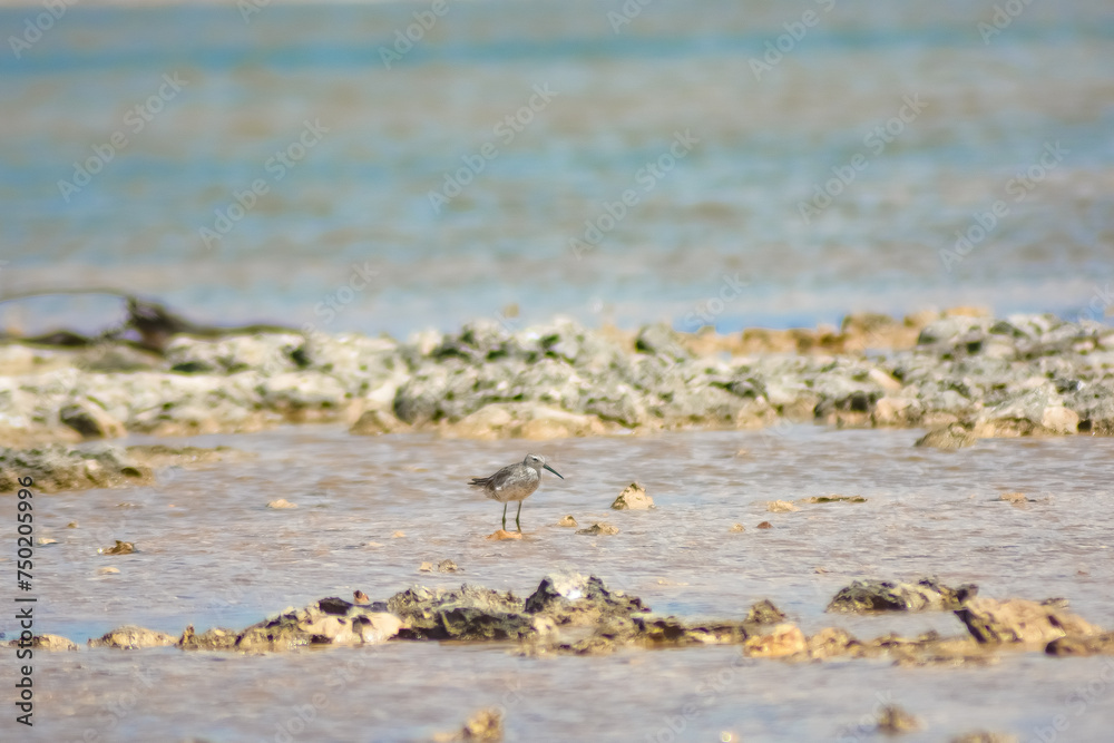The curlew sandpiper (Calidris ferruginea) on the beach. The curlew sandpiper (Calidris ferruginea) on the beach.