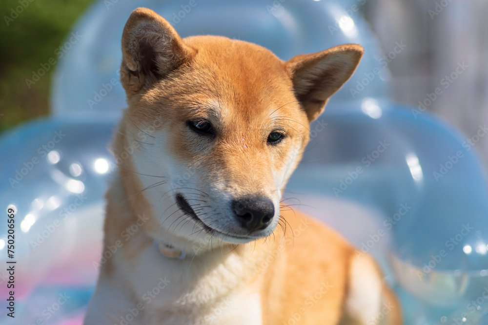 cachorro de raza shiba inu contento cachorro de raza shiba inu contento