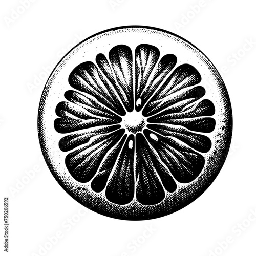 Citrus slice. Vintage woodcut stipple engraving vector illustration.