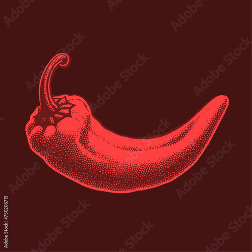 Chilli pepper. Vintage woodcut stipple engraving vector illustration.
