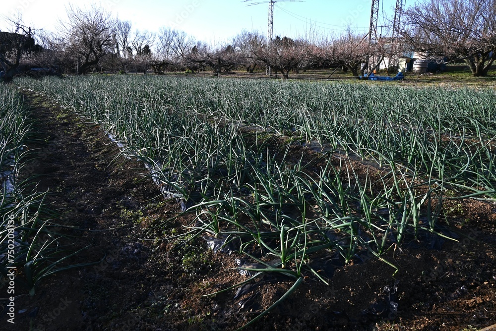 Obraz premium Onion cultivation. Onions are sown in autumn, planted in late autumn, and harvested in early summer of the following year.