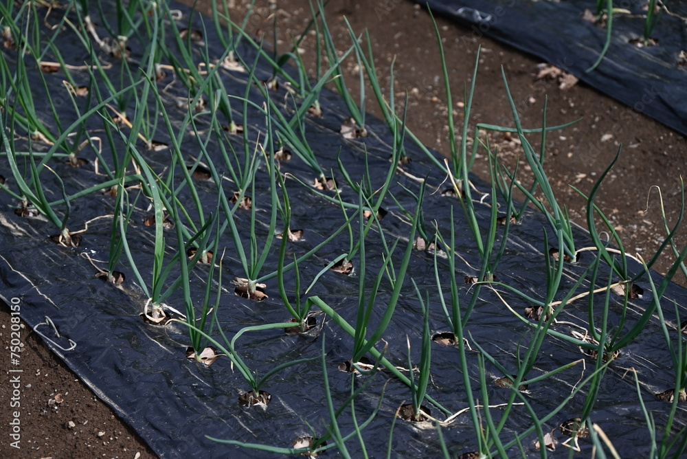 Onion cultivation. Onions are sown in autumn, planted in late autumn, and harvested in early summer of the following year. Onion cultivation. Onions are sown in autumn, planted in late autumn, and harvested in early summer of the following year.