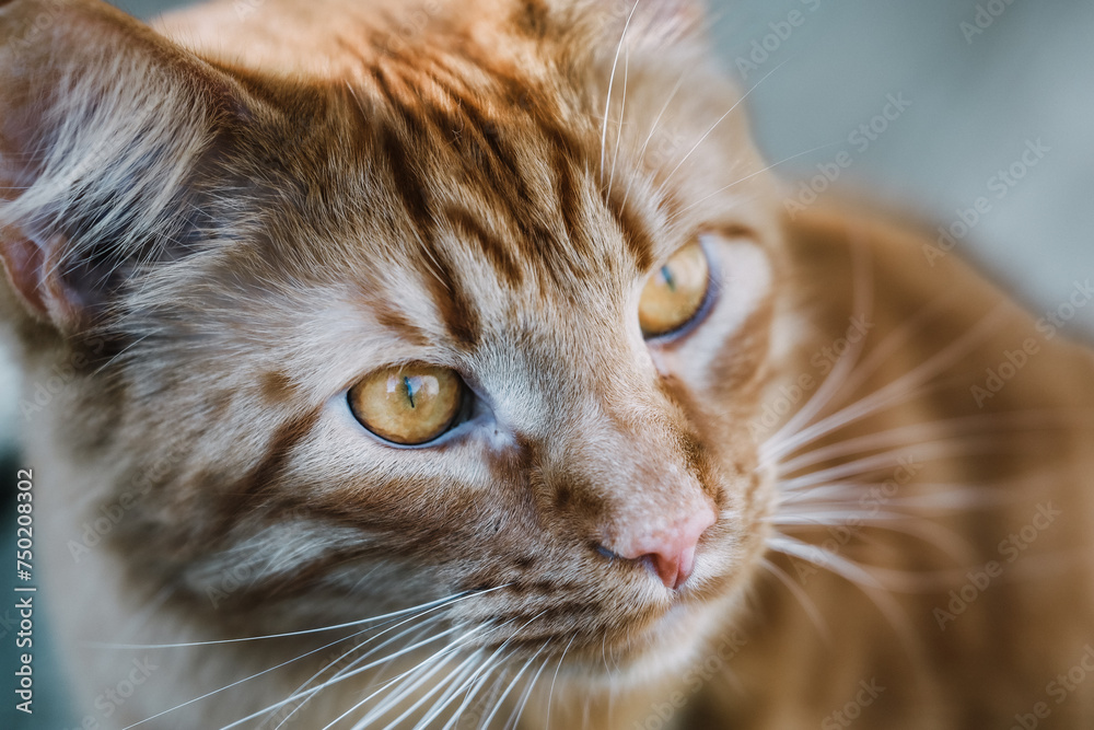 portrait of orange cat