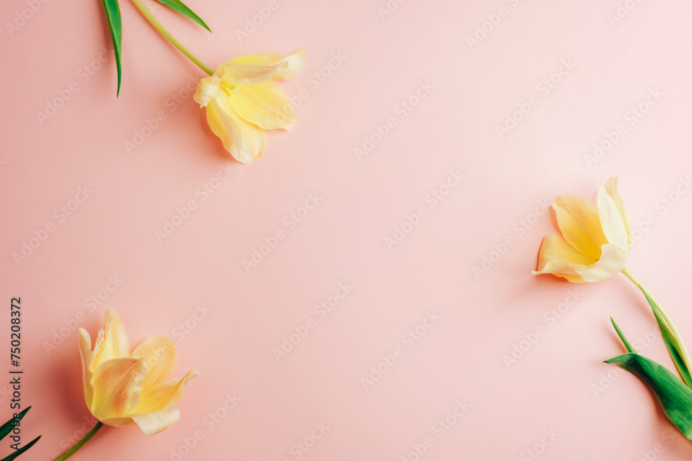 Three yellow tulips on pink background. Spring, holiday concept. Top view, flat lay, copy space