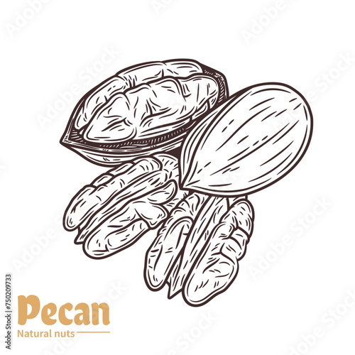 Vector pecan illustration. Shelled and cracked pecan nuts. Nut kernels and shells