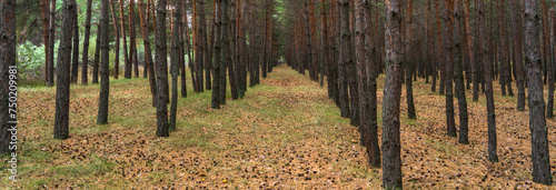 Fototapeta Naklejka Na Ścianę i Meble -  Young pine forest