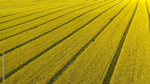 A large yellow rapeseed field. Environmental concept