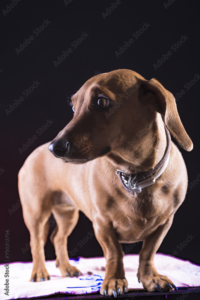 perro de raza, perro de raza,