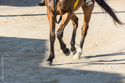 The legs and feet of a Thoroughbred racehorse jogging on a horse path, framed by shadows.