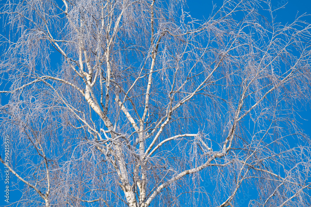 Obraz premium spring forest, birch grove without leaves in April against a blue sky