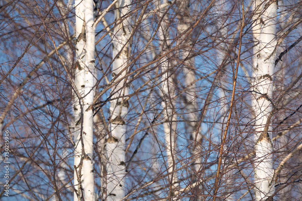 spring forest, birch grove without leaves in April against a blue sky spring forest, birch grove without leaves in April against a blue sky