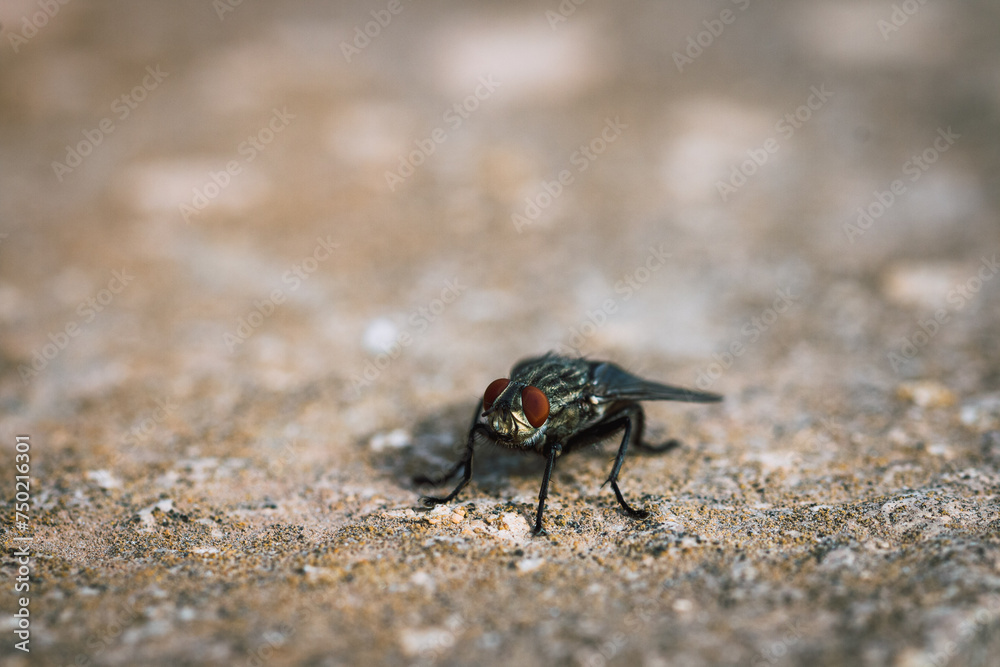 Macro of a Housefly on Textured Surface Macro of a Housefly on Textured Surface