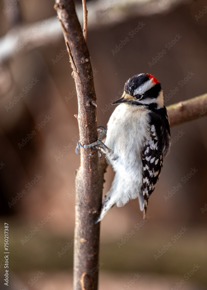 Naklejka premium Downy Woodpecker (Dryobates pubescens) in Central Park, New York City