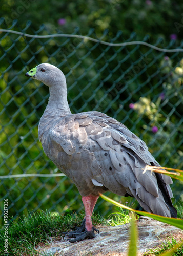 Cape Barren Goose  Cereopsis novaehollandiae  in Australia