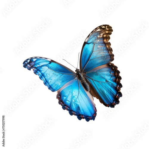 Beautiful blue butterfly close-up portrait  white background