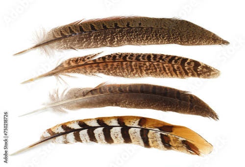 Set of different feathers isolated on white background