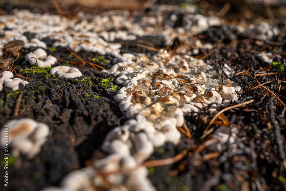 Ojców park koło Krakowa, Polska, 03.03.2024 - Parka w porannych promieniach wiosennego słońca. 