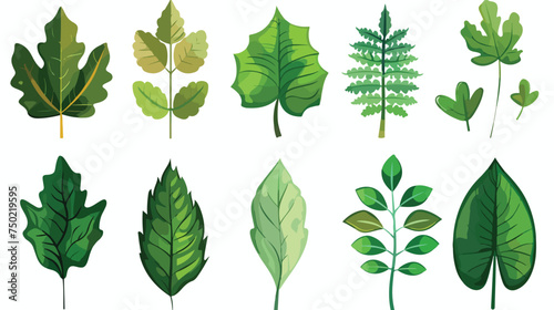 Leaf of plant leaves set cartoon isolated illustrati © Quintessa