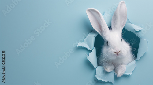 Curious white rabbit peeks through torn blue paper background, Minimalistic, Digital art, Easter, Spring photo