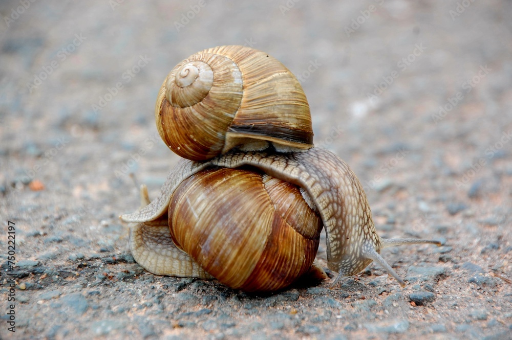 Zwei Schnecken