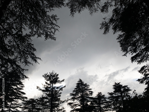 Trees and sky 