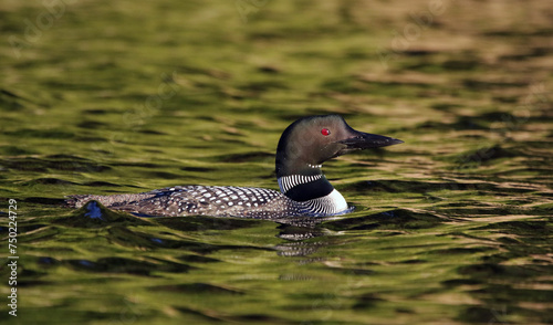 A Common Loon (Gavia immer) in evening light.  Shot in Algonquin Provincial Park, Ontario, Canada..