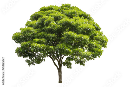 A high quality stock photograph of a single garden privet tree bush isolated on a white background photo