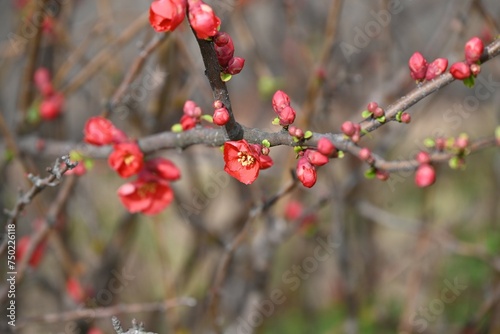 Flowering quince ( Chaenomeles speciosa ) flowers. Rosaceae deciduous shrub. Blooms vermilion five-petaled flowers in spring. The fruit is used in crude medicine and fruit wine.