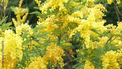 Yellow with green leafs. The vibrant colors of mimosa flowers create feelings of happiness and optimism.