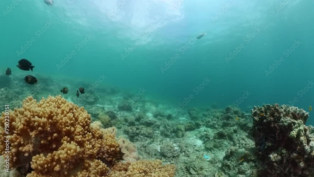 Tropical fish over coral reef, underwater life. Seascape. Tropical fish over coral reef, underwater life. Seascape.
