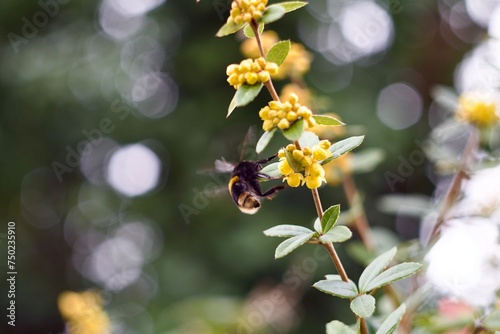 bee on a flower