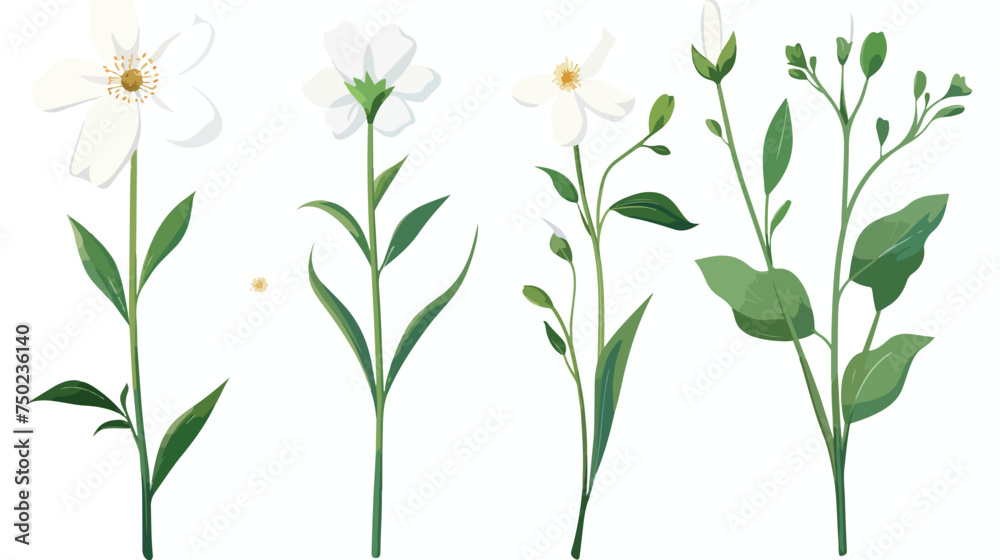 White flower on stem floral set flat isolated illust