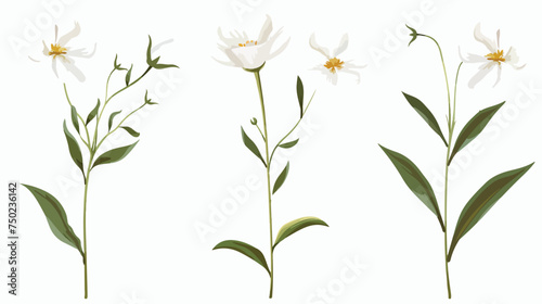 White flower on stem floral set flat isolated illust