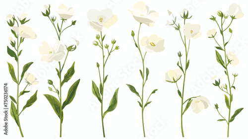 White flower on stem floral set flat isolated illust #750236174
