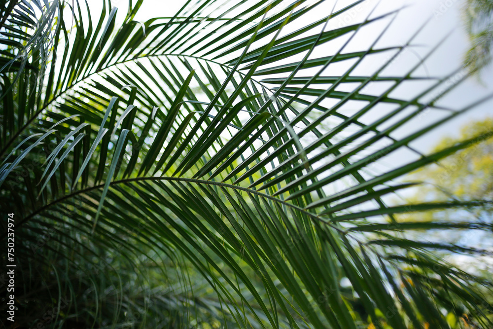 Palm Sunday during Holy Week - symbol of faith Palm Sunday during Holy Week - symbol of faith
