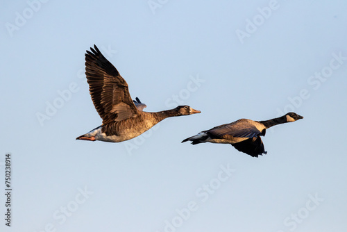 geese in flight to the sun
