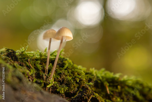 mushrooms in the forest