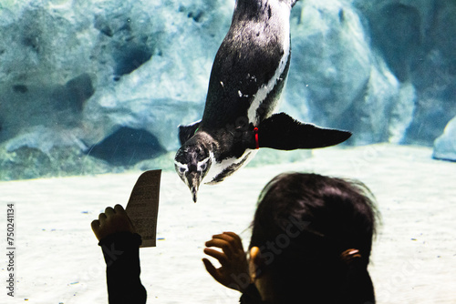 水族館で少女から餌をもらおうと試みるフンボルトペンギン photo