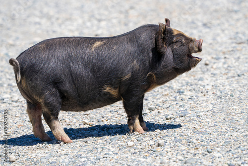 A black pot-bellied pig stands on a gravel path, mouth open as if mid-oink, with sunlight highlighting its coat photo