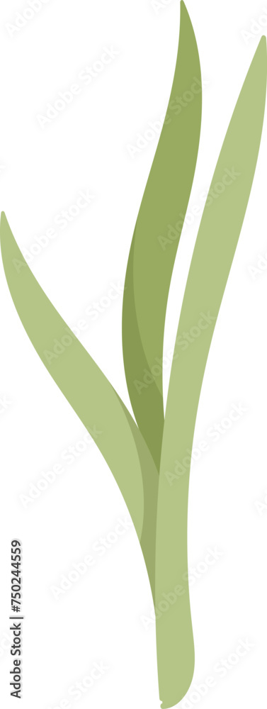 Obraz premium Onion Vegetable Stem