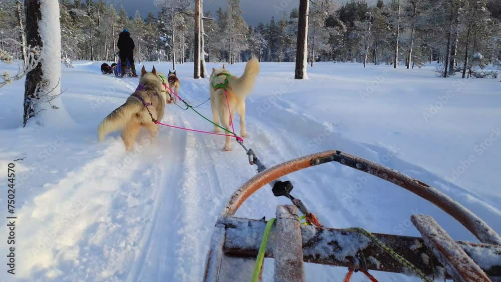 Two teams of sled husky dogs pulling sleds with passengers through the ...