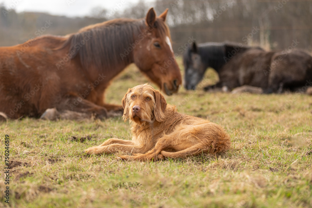 Fototapeta premium Pferde ruhen mit Hund auf der Wiese