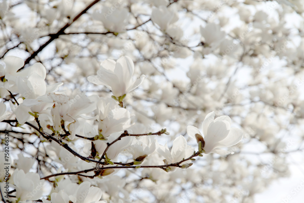 View of the magnolia flowers in spring
