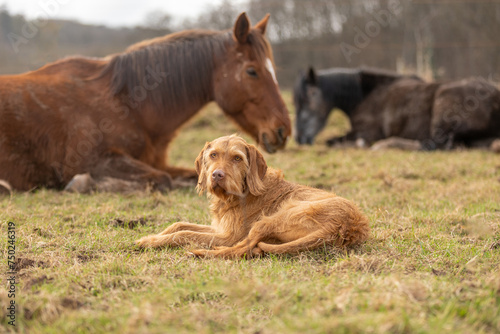 Pferde ruhen mit Hund auf der Wiese