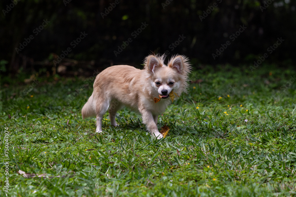 Puppy Pomeranian Chihuahua mix chewing leaves